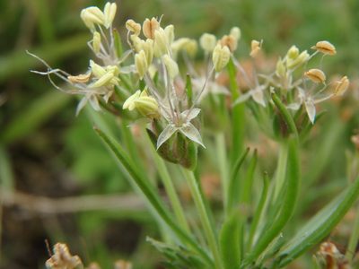 Plantago arborescens, photographed by Daniel Cahen