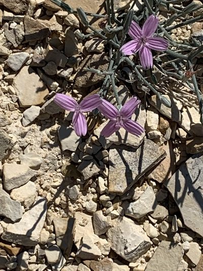 Stephanomeria runcinata, photographed by brunsonm