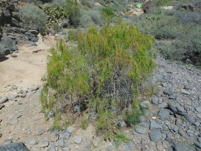 Plocama pendula, photographed by Daniel Cahen