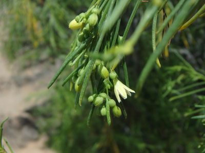 Plocama pendula, photographed by Daniel Cahen