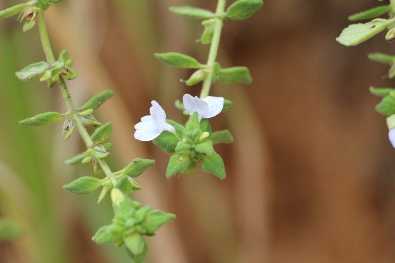 Matourea erecta, photographed by Andrés Ramírez-Barrera