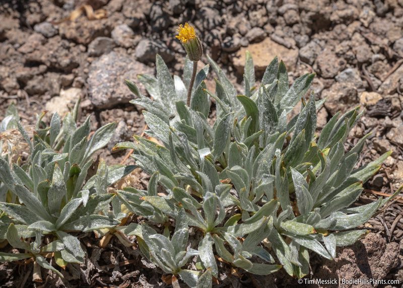 Raillardella argentea, photographed by Tim Messick