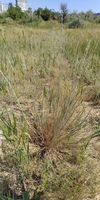 Thinopyrum elongatum, photographed by Oleksii Vasyliuk