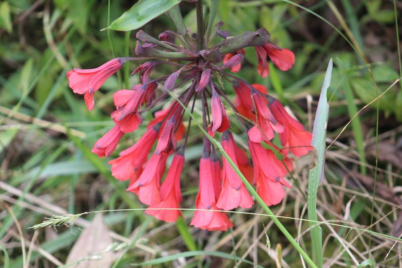 Bomarea patinii, photographed by GERMAN LEONEL SARMIENTO CRUZ
