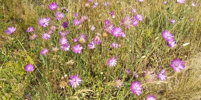 Xeranthemum annuum, photographed by Oleksii Vasyliuk