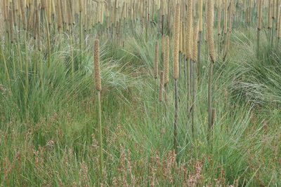 Xanthorrhoea resinosa, photographed by Lisa D.