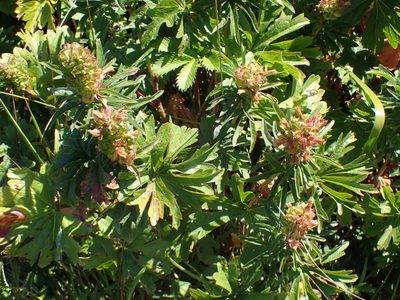 Sidalcea hendersonii, photographed by Randal
