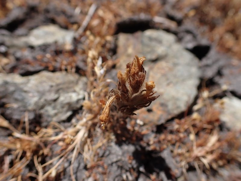 Castilleja victoriae, photographed by Randal