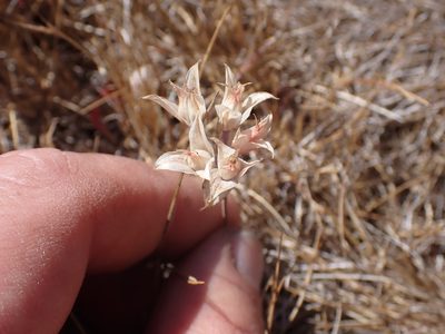 Allium acuminatum, photographed by Randal