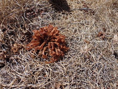 Orobanche californica, photographed by Randal