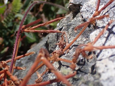 Hosackia gracilis, photographed by Randal
