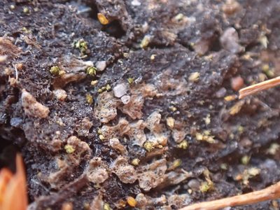 Riccia cavernosa, photographed by Randal