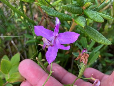 Calopogon tuberosus, photographed by Jake McCumber