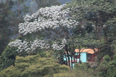 Cecropia telenitida, photographed by GERMAN LEONEL SARMIENTO CRUZ