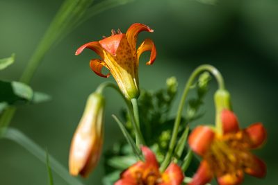 Lilium parvum, photographed by Jonathan Eisen
