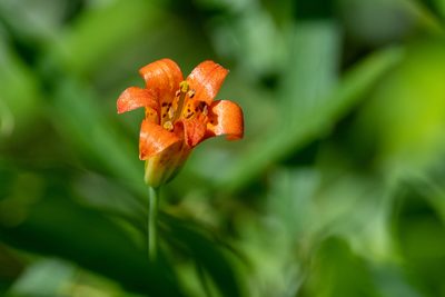 Lilium parvum, photographed by Jonathan Eisen
