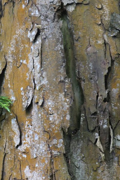 Retrophyllum rospigliosii, photographed by GERMAN LEONEL SARMIENTO CRUZ