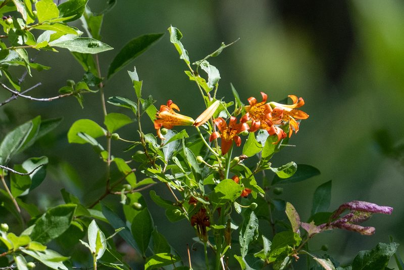 Lilium parvum, photographed by Jonathan Eisen