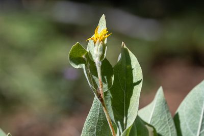 Wyethia mollis, photographed by Jonathan Eisen