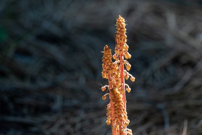 Pterospora andromedea, photographed by Jonathan Eisen
