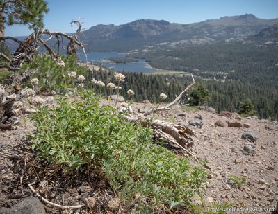 Monardella odoratissima, photographed by Tim Messick
