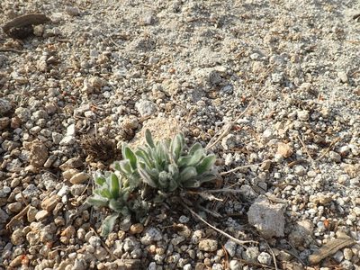 Hieracium horridum, photographed by John Brew