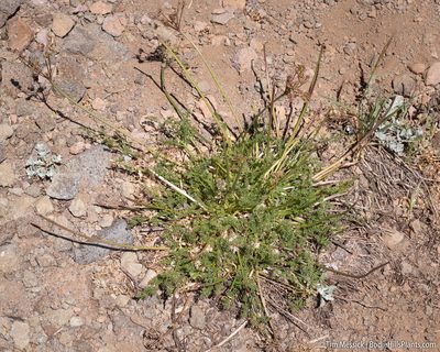 Cymopterus terebinthinus, photographed by Tim Messick