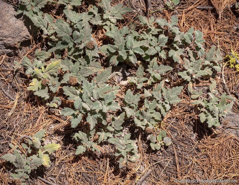Phacelia hydrophylloides, photographed by Tim Messick