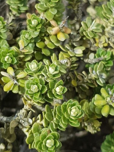 Ozothamnus rodwayi, photographed by Yoav Daniel Bar-Ness