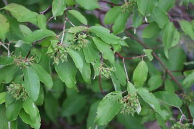 Cornus obliqua, photographed by Henry "Nick" Robertson