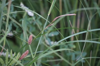 Carex pellita, photographed by Henry "Nick" Robertson