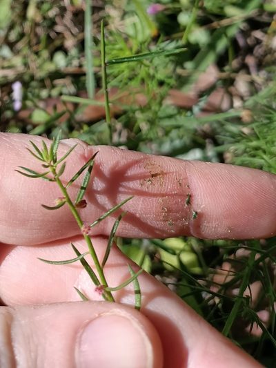 Haloragis heterophylla, photographed by ainsley_isme