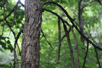 Ulmus thomasii, photographed by Henry "Nick" Robertson