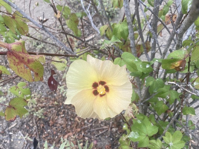 Gossypium darwinii, photographed by Judy Gallagher