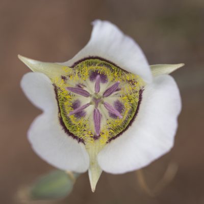 Calochortus gunnisonii, photographed by Robbie Hannawacker