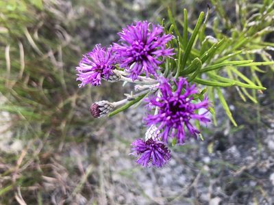 Vernonia lindheimeri, photographed by Brooke Smith