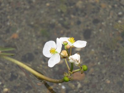 Sagittaria cuneata, photographed by Erin Springinotic