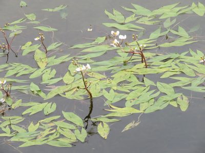 Sagittaria cuneata, photographed by Erin Springinotic