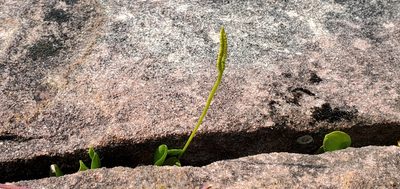 Ophioglossum pusillum, photographed by Sarah Johnson