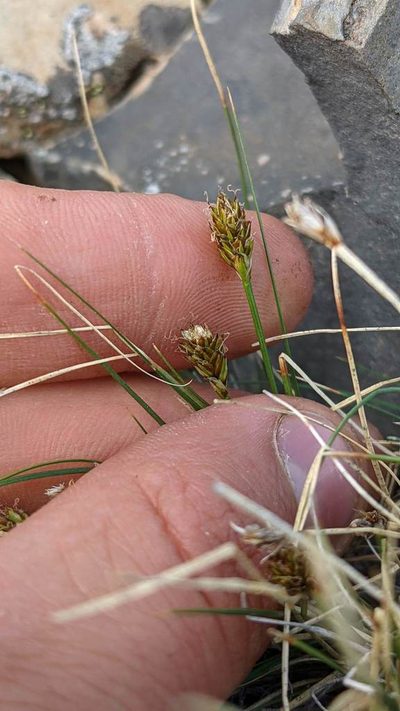Carex nardina, photographed by Trevor Van Loon