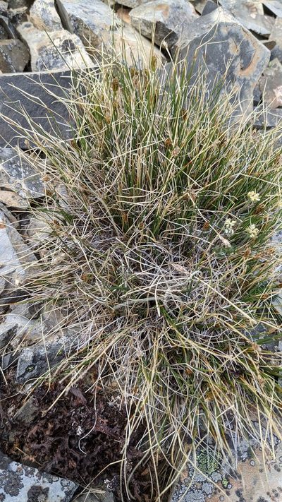 Carex nardina, photographed by Trevor Van Loon
