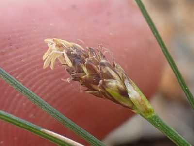 Carex nardina, photographed by Trevor Van Loon