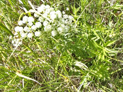 Cicuta douglasii, photographed by Tom Wainwright