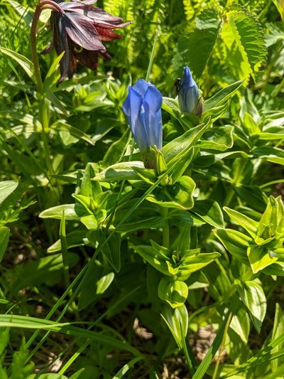 Gentiana platypetala, photographed by Erin McKittrick