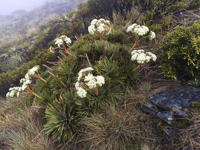 Aciphylla congesta, photographed by Ian Dickie