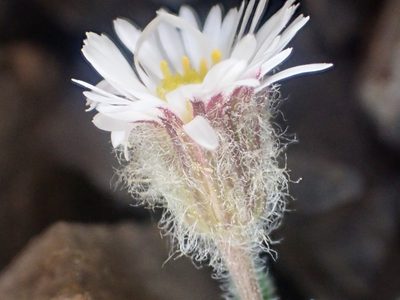 Erigeron pallens, photographed by Trevor Van Loon