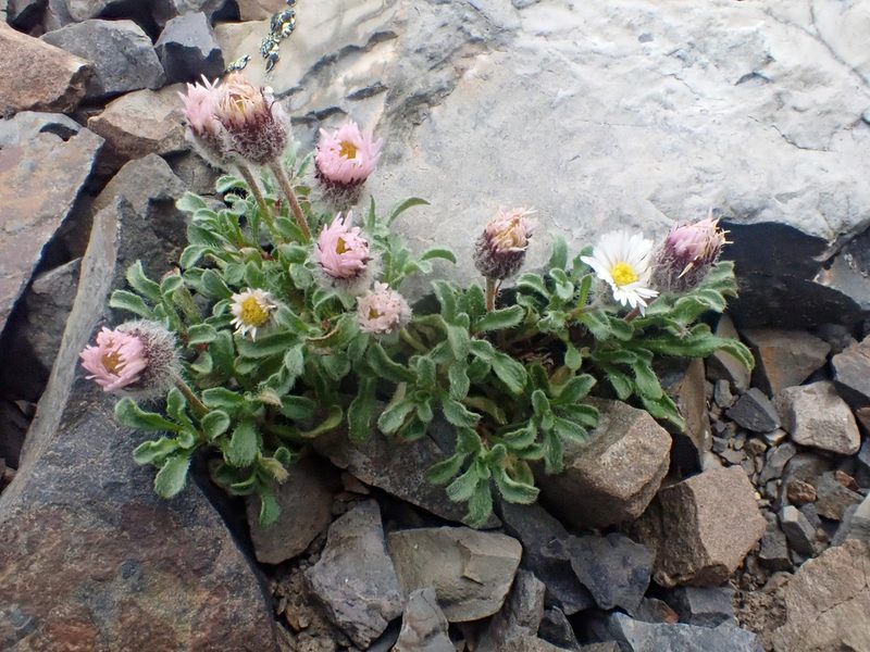 Erigeron pallens, photographed by Trevor Van Loon