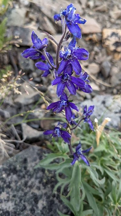 Delphinium brachycentrum, photographed by Trevor Van Loon