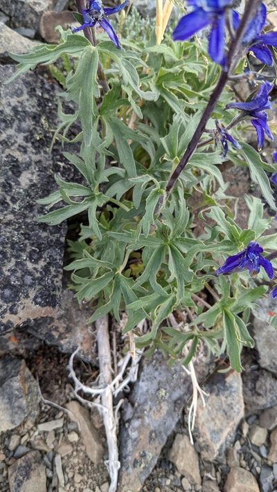 Delphinium brachycentrum, photographed by Trevor Van Loon