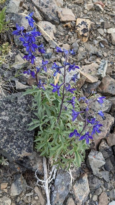 Delphinium brachycentrum, photographed by Trevor Van Loon